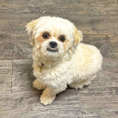 Kamilla Blomst - vores salonhund Pluto